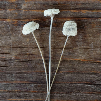 Dried Vintage White Floral Buttons