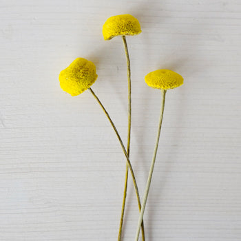 Dried Yellow Floral Buttons
