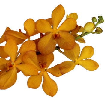 Florida Sunset Mokara Orchid