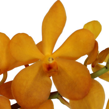Florida Sunset Mokara Orchid