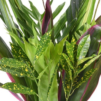 Royal Tropical Greenery Centerpiece