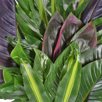 Lush Tropical Greenery Centerpiece