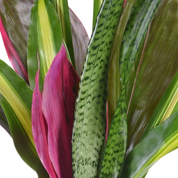 Jewel Toned Tropical Greenery Centerpiece
