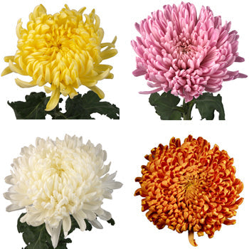 Football Mums Farm Mix Colors