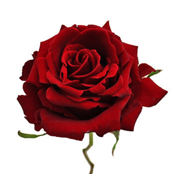 Forever Young Red Rose