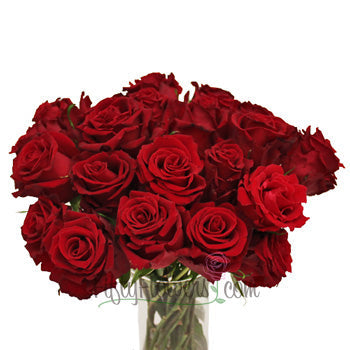 Forever Young Red Rose