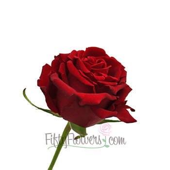 Forever Young Red Rose
