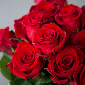 Fresh European Cut Red Roses For Your House
