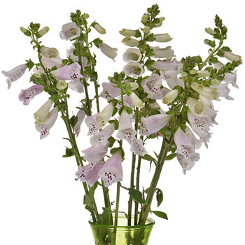 White with a Kiss of Pink Foxglove Flowers