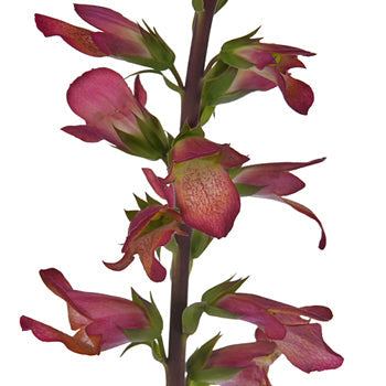 Illumination Hot Pink Foxglove Flowers