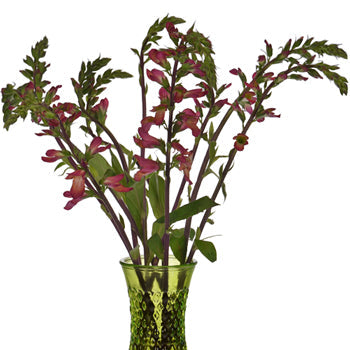 Illumination Hot Pink Foxglove Flowers