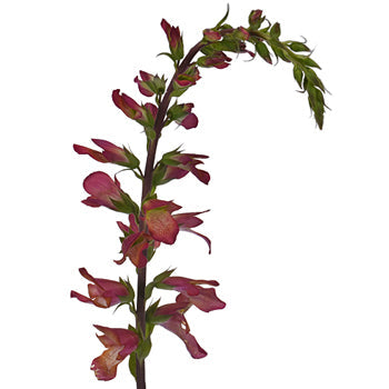 Illumination Hot Pink Foxglove Flowers