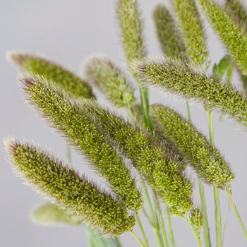 Wedding greenery fresh cut foxtail millet filler flowers sold near me