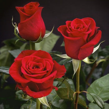 XXL Extra Extra Long Stemmed Freedom Red Rose