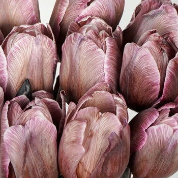 Brownie Standard French Tulip Wholesale Flower Up close