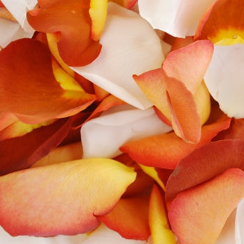 Terracotta Rose Petals Wholesale