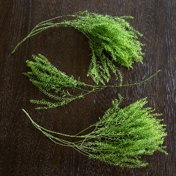 Fresh Pennycress Greenery