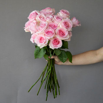 Fresh European Cut Light Pink Roses For Your House