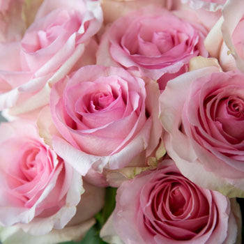 Fresh European Cut Light Pink Roses For Your House
