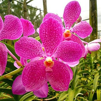 Vanda Orchids Fuchsia Magic
