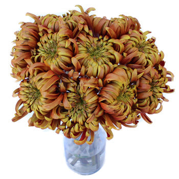 Funky Autumn Spider Flower