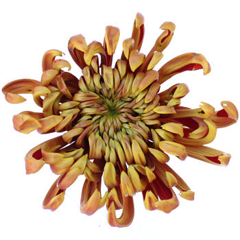 Funky Autumn Spider Flower
