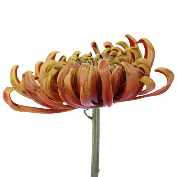 Funky Autumn Spider Flower