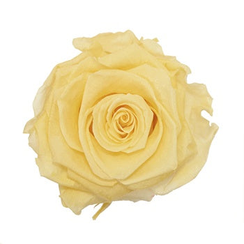 Preserved Glow in the Dark Rose