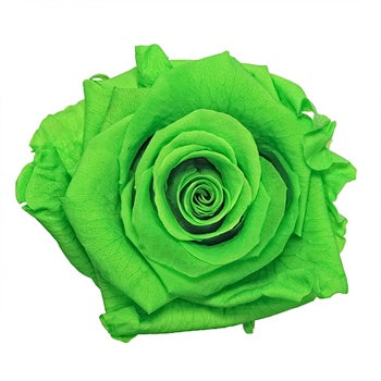 Preserved Green Glow Rose