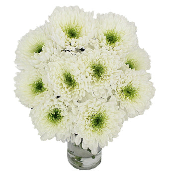 Apple Of My Eye White Flower