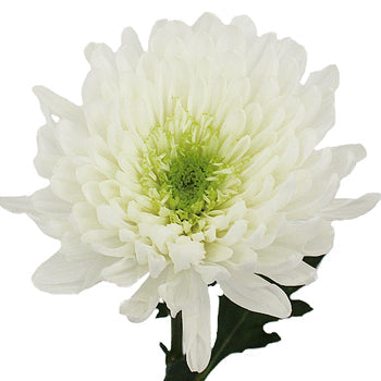 Apple Of My Eye White Flower