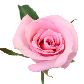 Prima Ballerina Sweetheart Roses