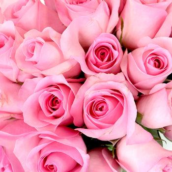 Prima Ballerina Sweetheart Roses