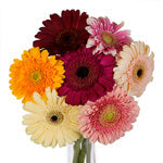 Double your Mother's Blooms Gerber Daisy Flowers