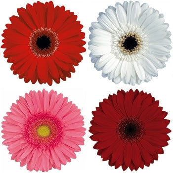 Gerbera Daisy Christmas Mix Wholesale Flower Blooms
