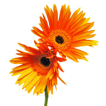 Gerbera Daisy Orange Tinted Wholesale Flower Blooms