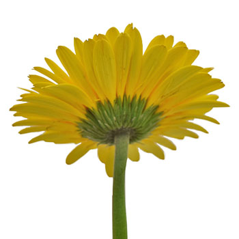 Gerbera Daisy Adventure Yellow Sunset Wholesale Flower Side Stem