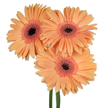 Gerbera Daisy Alliance Peach Wholesale Flower Blooms