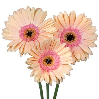 Gerbera Daisy Alma Peach Wholesale Flower Blooms