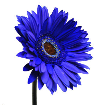Gerbera Daisy Blue Enhanced Wholesale Flower Side Stems