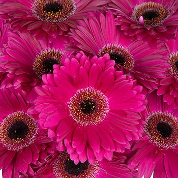 Gerbera Daisy Clasico Purpleberry Wholesale Flower Blooms