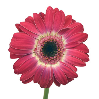 Gerbera Daisy Corazon Hot Pink and White Wholesale Flower Side Stem