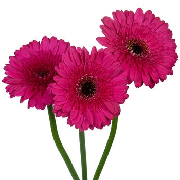 Gerbera Daisy Farao Berry Wholesale Flower Blooms