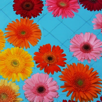 Gerbera Daisy Fiction Hot Pink Wholesale Flower Side Stem