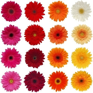 Gerbera Daisy Farm Mix Wholesale Flower Blooms