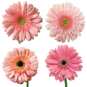 Gerbera Daisy Standard Light Pink Wholesale Flower Blooms