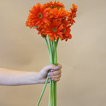 Gerbera Daisy Mandriana Orange Wholesale Flower Blooms