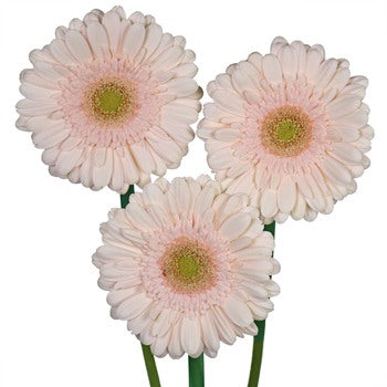 Gerbera Daisy Nobelesse Blush Wholesale Flower Blooms