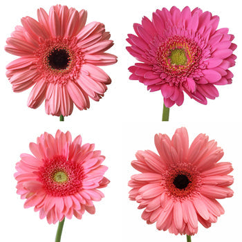 Gerbera Daisy Pink Standard Wholesale Flower Blooms