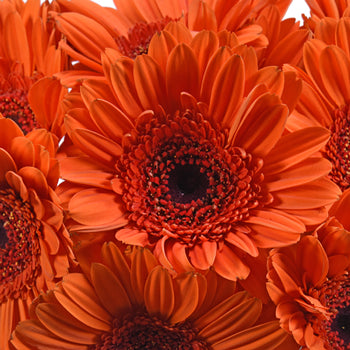 Gerbera Daisy Ultima Dark Orange Wholesale Flower Blooms